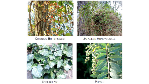 Invasives removal project at FENCE