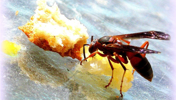 A bee feeding on Bonnie Bardos’ lunch. (photo by Bonnie Bardos)