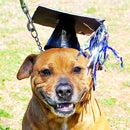 Graduating shelter dog, Francine.
