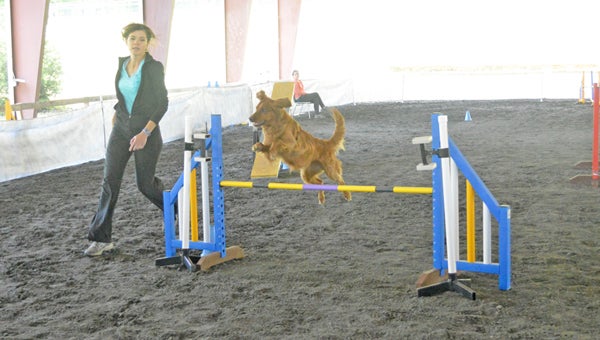 Chandra Carver of Blountville, Tenn. leads her golden retriever, Indie, over a fence during the Blue Ridge Agility Club’s trial at FENCE Friday, April 26. (photo by Samantha Hurst)