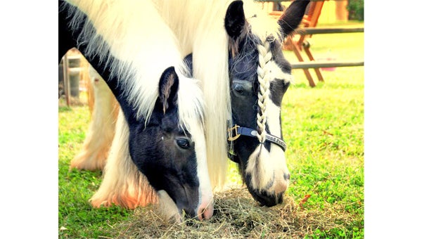 Horse owners should be caucious about laminitis and colic in the spring. (photo by Kirk Gollwitzer)