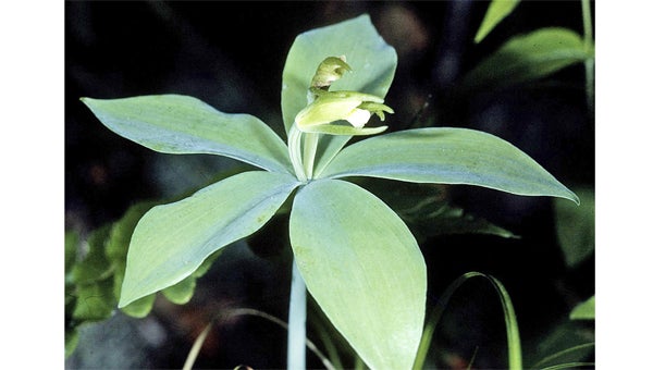 This photo from a public domain site is of “Small Whorled Pogonia (Isotria medeoloides)”.