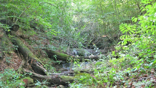 A stream runs through forest and native flora on PAC’s newly protected tract of the North Pacolet watershed. (photo submitted)