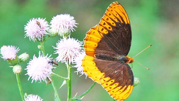 Diana Fritillary, male. (photo submitted)