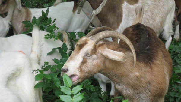 Goats are currently working to eradicate kudzu near IGA. (photo submitted)