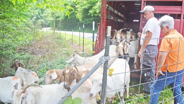 Ron and Cheryl Searcy of Wells Farm in Horseshoe, N.C. release goats onto property across from IGA on Wednesday, June 12. (photo by Gwen Ring)