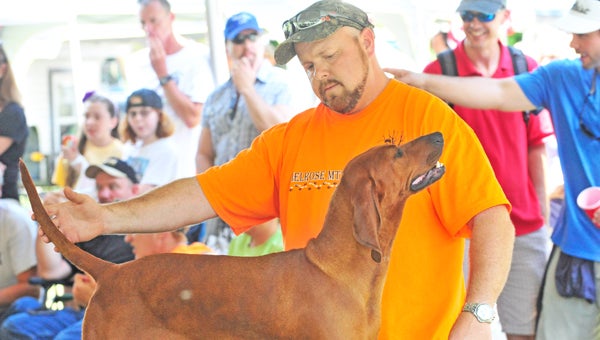Clint Pace of Lynn shows off “Champion Melrose Mountain Blaze of Glory” at the 2013 Coon Dog Day in Saluda held Saturday, July 6. The overall winner of the show was a Treeing Walker Coonhound named “Kentucky River Southern Belle,” owned by Lee Currens of Piedmont, S.C. (photo by Mark Schmerling)