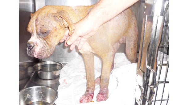 This photo shows the boxer’s paws and other body parts bleeding from sores caused by mange. (photo by Lennie Rizzo)