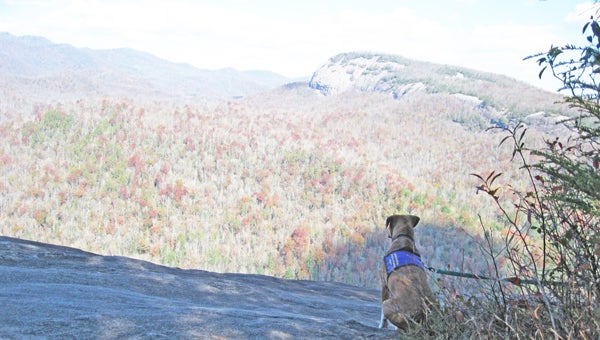 Buck, a Foothills Humane Society rescue, enjoys the autumn view of Looking Glass Rock from John Rock in Pisgah National Forest. (photo by Pam Torlina)