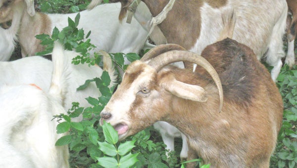 A herd of goats munch on Kudzu as part of Pacolet Area Conservancy’s “Kudzu Eradication – Powered by Goats!” project. (photo submitted by Pam Torlina)
