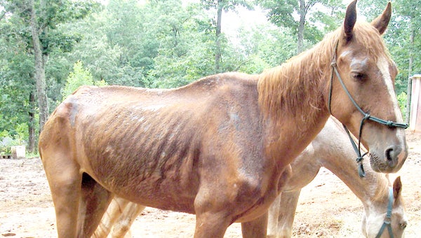 The six-year-old horse at the center of the animal cruelty case, as originally reported in the Tryon Daily Bulletin on July 22, 2013. 