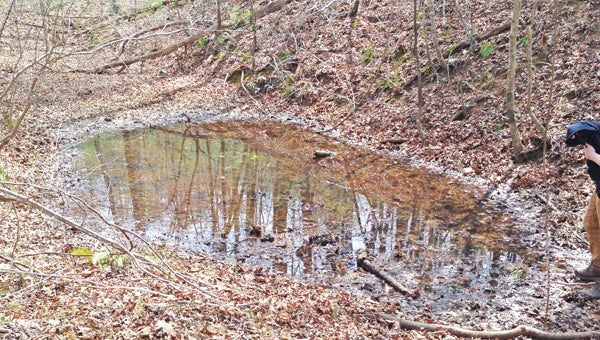 A vernal pool (photo by David Campbell) 
