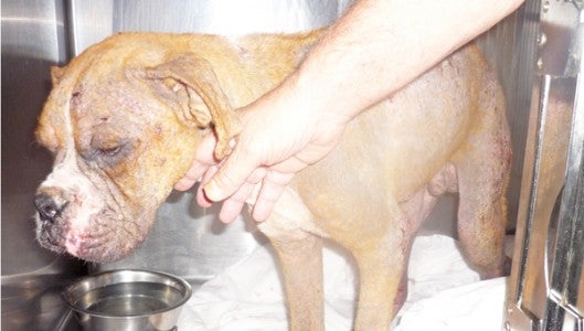 This photo shows the boxer’s paws and other body parts bleeding from sores caused by mange. (photo by Lennie Rizzo)