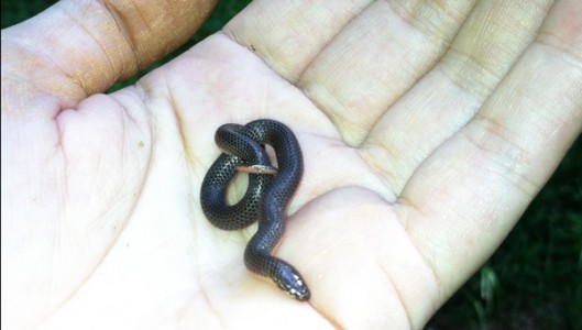Just kidding I’m not a worm The Tryon Daily Bulletin