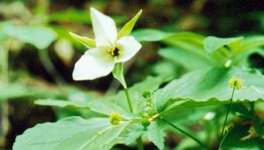 Sweet White Trillium, shown here at Pearson’s Falls, is a favorite local wildflower. (Photo by Dean Campbell)