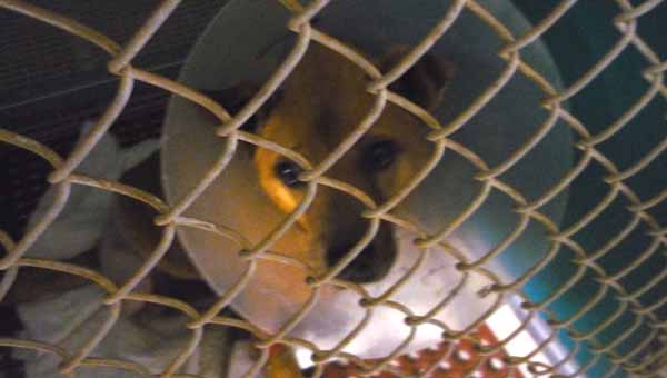Sassy, a 12-year-old Boxer-Pit mix, had a wound on her leg that festered, causing the need to amputate.