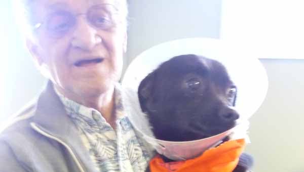 Jax, a Chihuahua-Pom mix with two broken legs, has been operated on and is recovering.