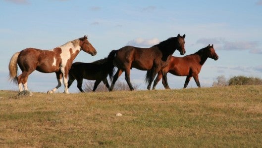 Horses_fieldWEB