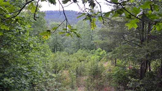 This stretch of land purchased by the Carolina Mountain Land Conservancy continues for 155 acres. It is the other portion of the 586 acres the CMLC and PCCF bought and divided. The PCCF acquired 431 acres on the other side South Wilson Hill Road in Mill Spring. (photo by Michael O’Hearn)