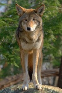 The Red Wolf (Canis rufus)