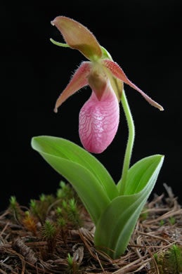 Pink Lady’s Slipper (Cypripedium acaule), a native and showy orchid. (photo by Ben Geer Keys)