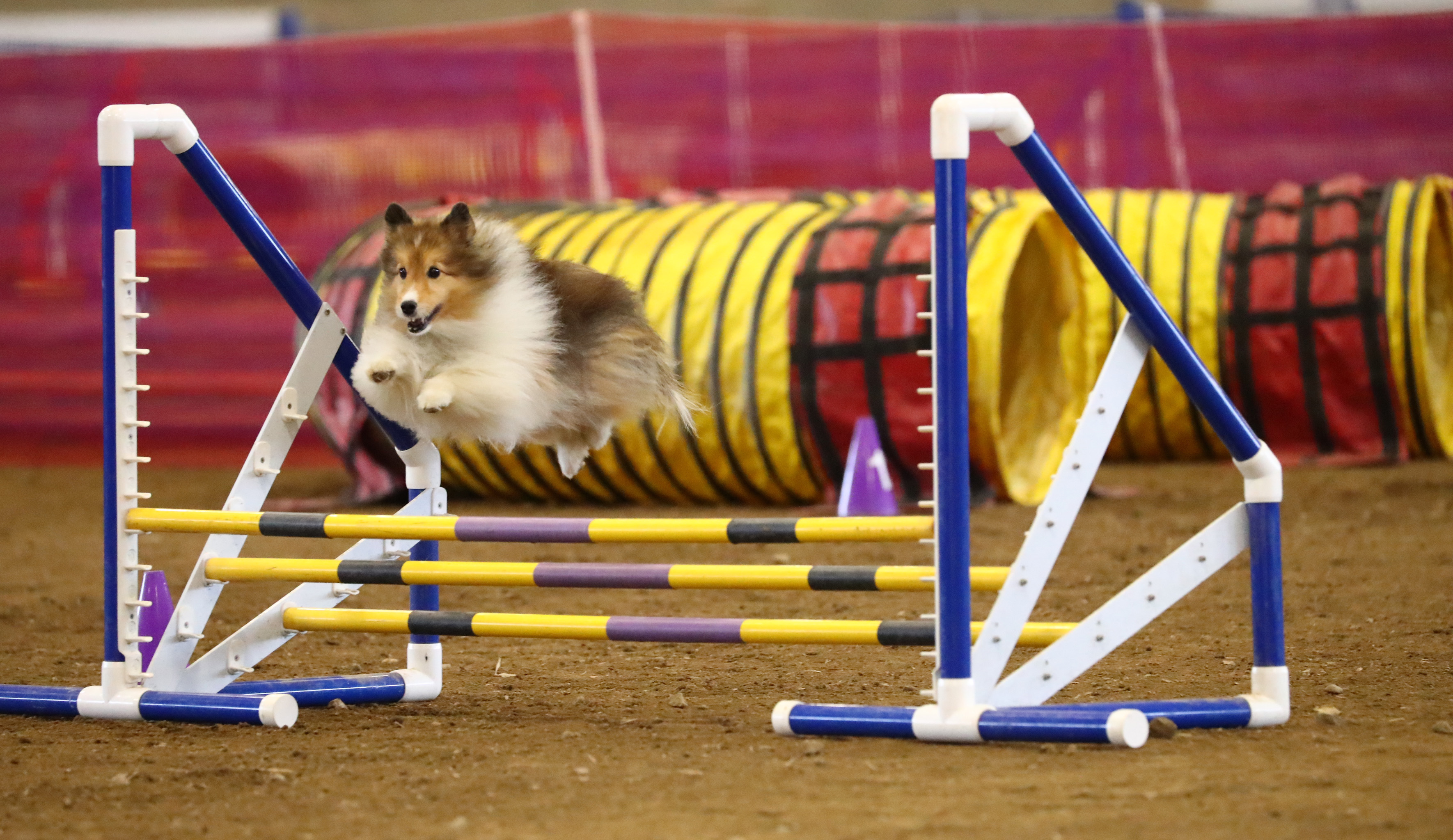 What Are Dog Agility Trials