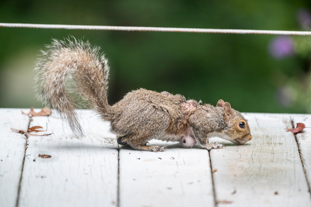Are warbles driving your squirrels nuts? The Tryon Daily Bulletin